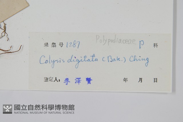 掌葉線蕨藏品圖，第2張