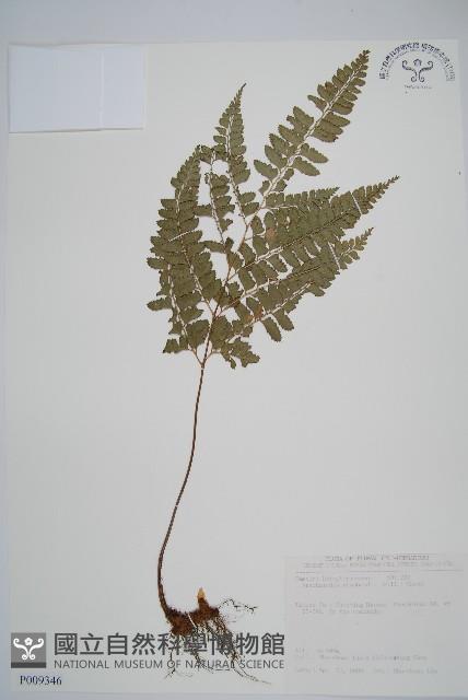 斜方複葉耳蕨藏品圖，第1張