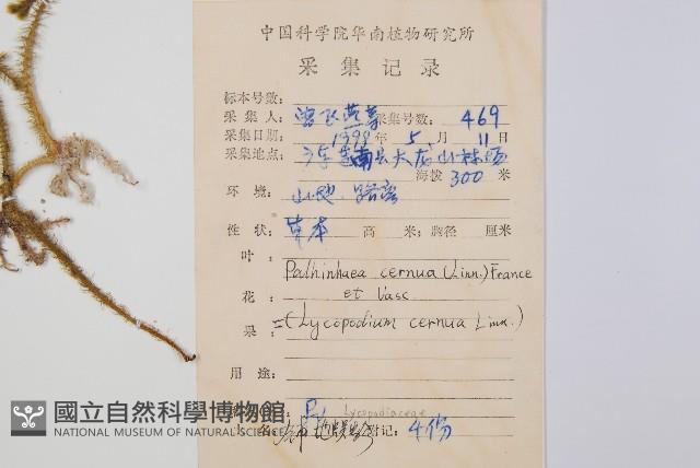 燈龍草藏品圖，第2張