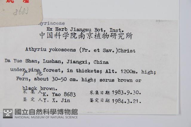 禾稈蹄蓋蕨藏品圖，第1張