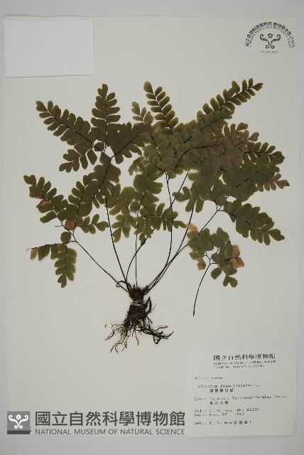 扇葉鐵線蕨藏品圖，第1張
