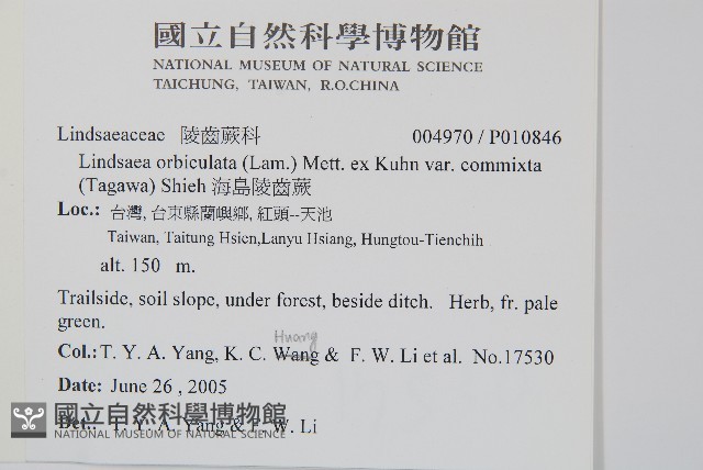 海島陵齒蕨藏品圖，第2張