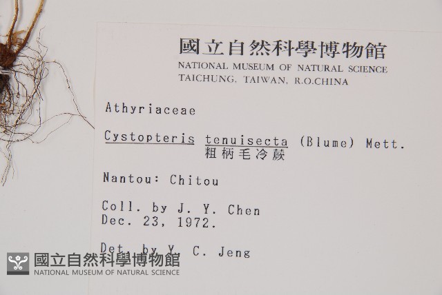 粗柄毛冷蕨藏品圖，第2張