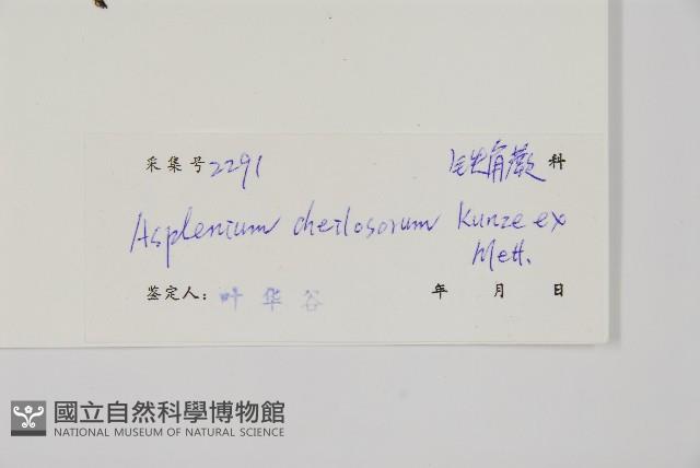 薄葉孔雀鐵角蕨、邊孢鐵角蕨藏品圖，第2張