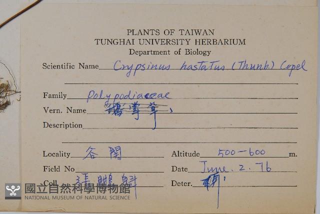 三葉茀蕨藏品圖，第2張