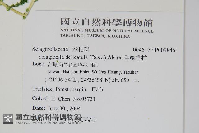 全緣卷柏藏品圖，第2張