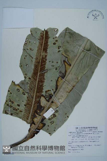 Accession Number:P008846 Collection Image, Figure 1, Total 4 Figures