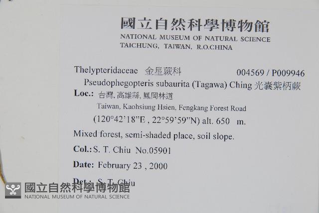 光囊紫柄蕨藏品圖，第2張