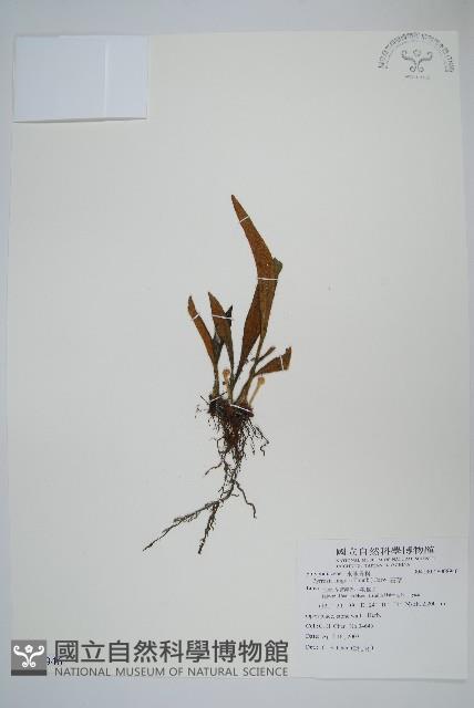 石葦藏品圖，第1張