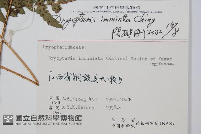 假異鱗毛蕨藏品圖，第2張