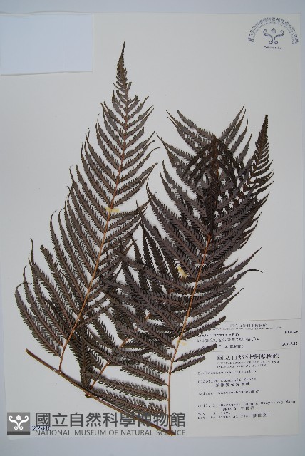 臺灣金狗毛蕨藏品圖，第1張