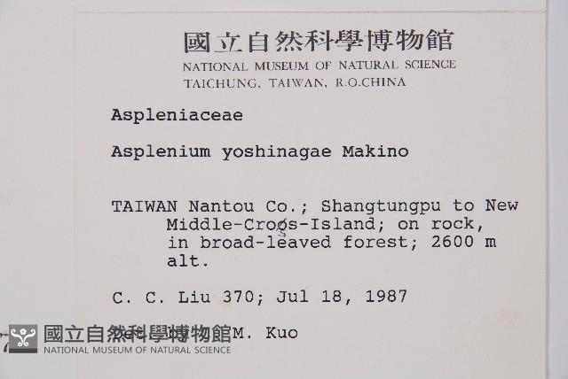 吉永鐵角蕨、斜葉鐵角蕨藏品圖，第2張