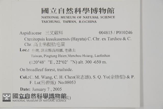 高士佛擬肋毛蕨藏品圖，第2張