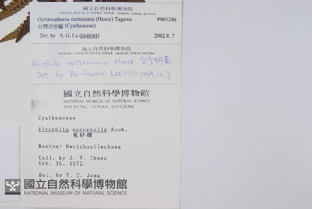 台灣黑桫欏藏品圖，第8張