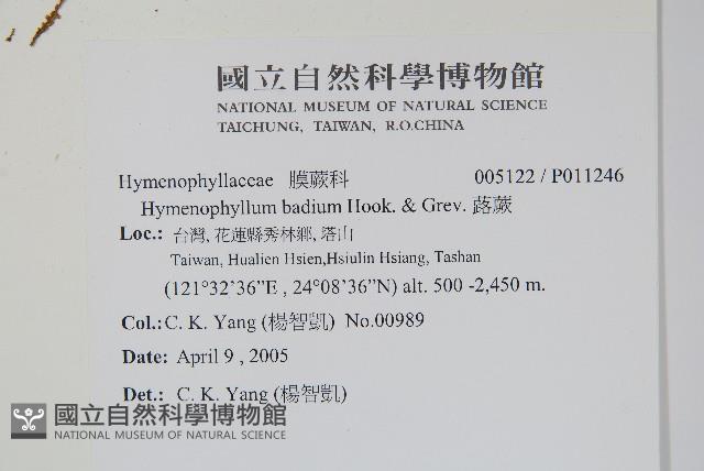 蕗蕨藏品圖，第2張