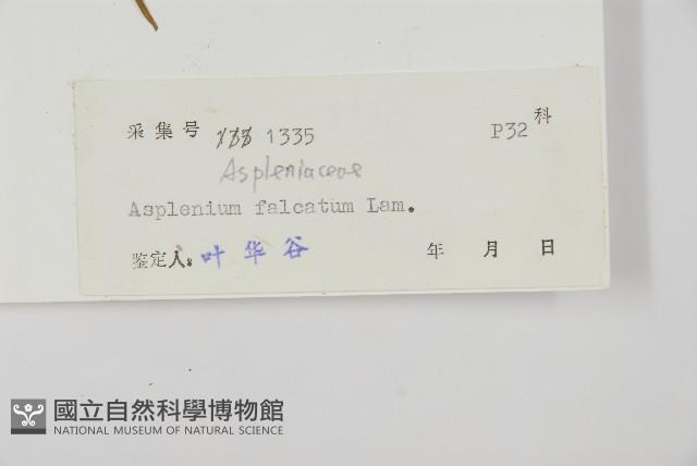 鐮葉鐵角蕨藏品圖，第2張