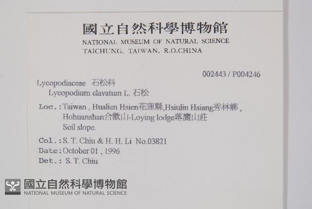 石松藏品圖，第2張