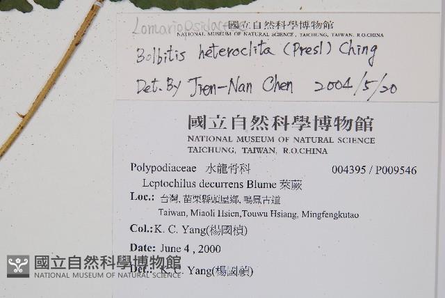 海南實蕨藏品圖，第2張