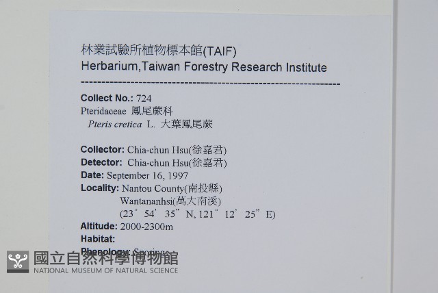 大葉鳳尾蕨藏品圖，第2張