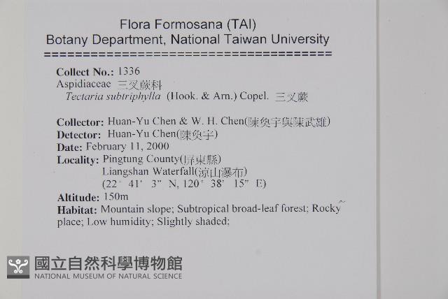 三叉蕨藏品圖，第2張