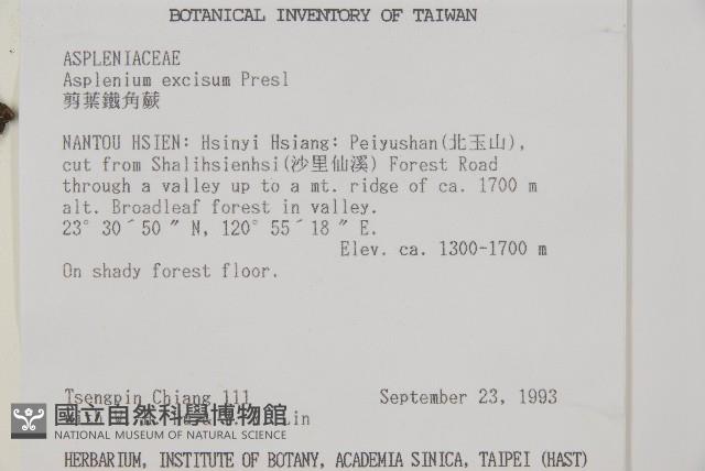 剪葉鐵角蕨藏品圖，第2張