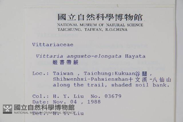 姬書帶蕨藏品圖，第2張