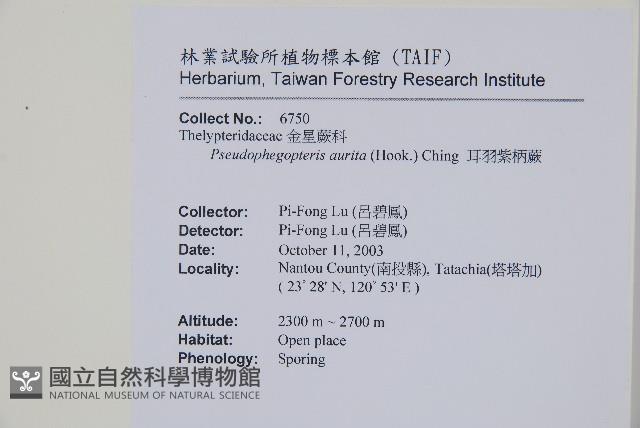 耳羽紫柄蕨藏品圖，第2張