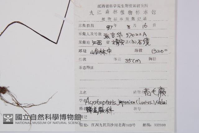 亮毛蕨藏品圖，第2張