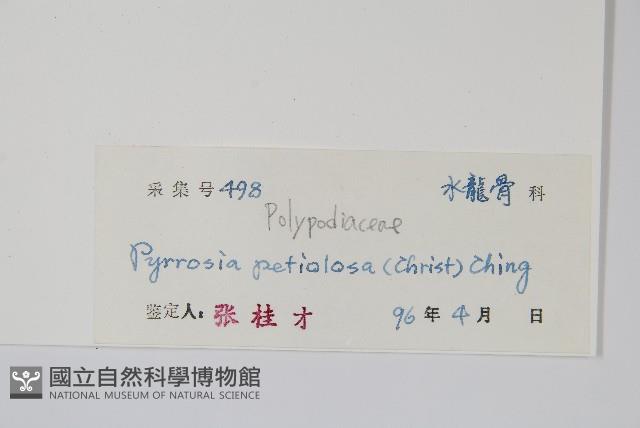 有柄石韋藏品圖，第2張