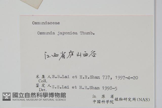 紫萁藏品圖，第2張