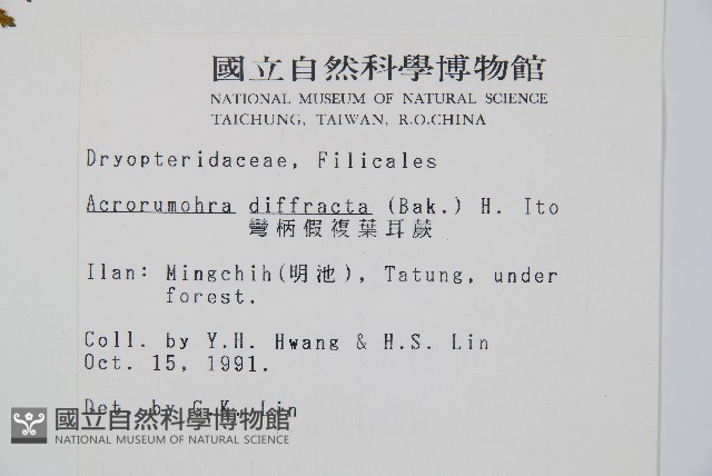 彎柄假複葉耳蕨藏品圖，第2張