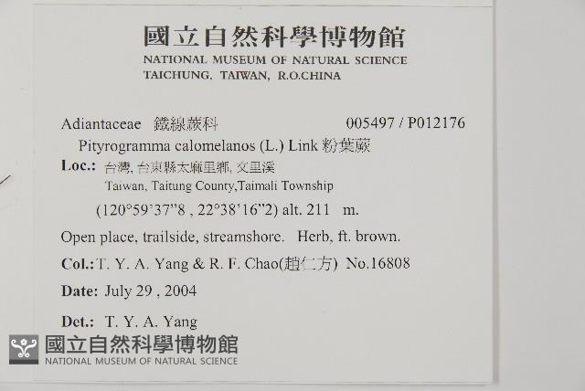 粉葉蕨藏品圖，第2張