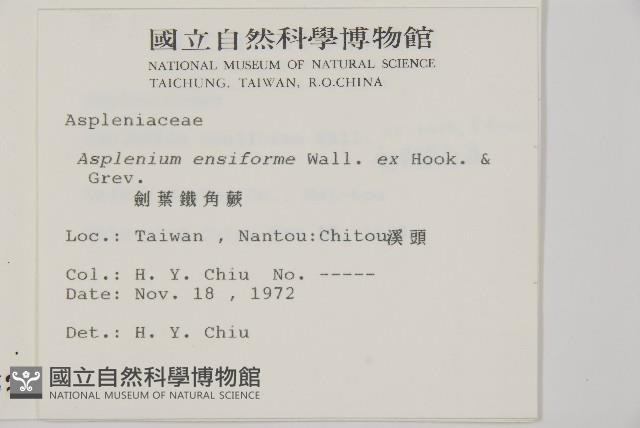 劍葉鐵角蕨、箭葉鐵角蕨藏品圖，第2張