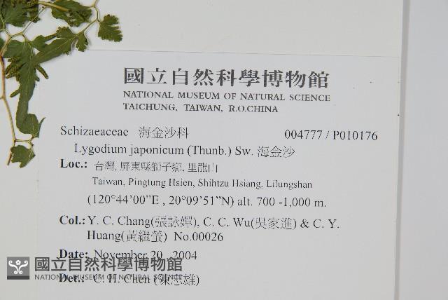 海金沙藏品圖，第2張