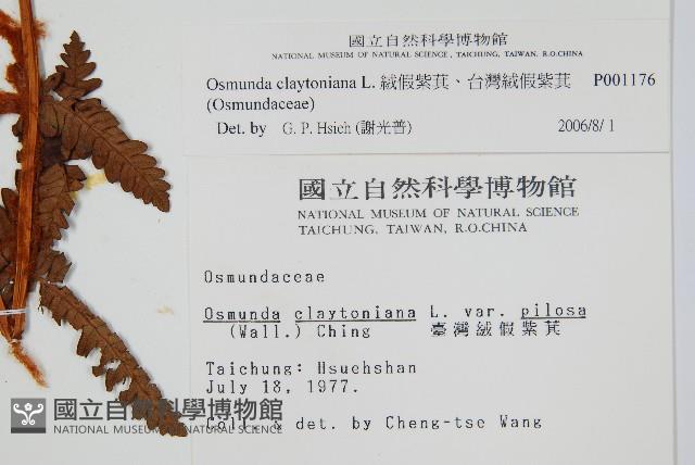 絨假紫萁、台灣絨假紫萁藏品圖，第2張