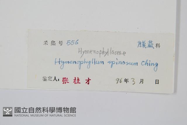 刺邊膜蕨藏品圖，第2張