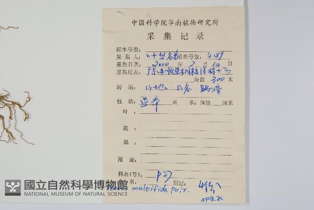 鳳尾蕨藏品圖，第2張