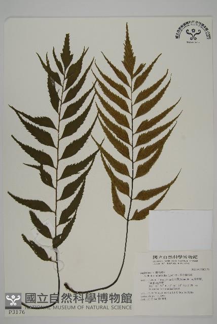 革葉鐵角蕨藏品圖，第1張