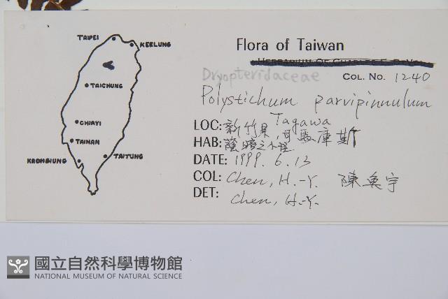 尖葉耳蕨藏品圖，第2張