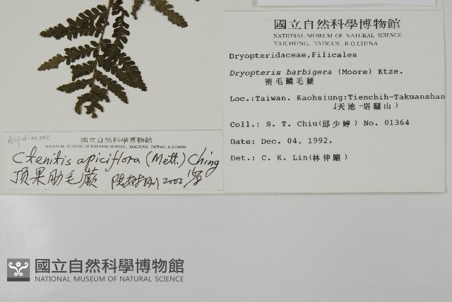 頂囊肋毛蕨藏品圖，第2張