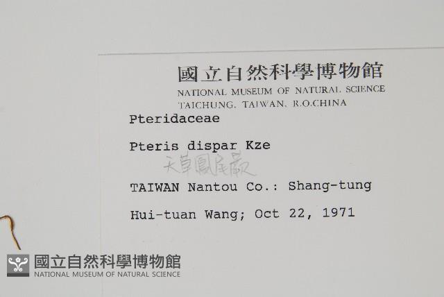 天草鳳尾蕨藏品圖，第2張