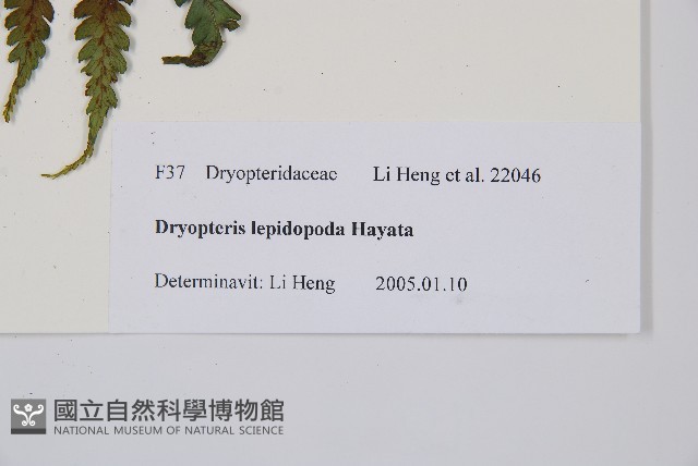 厚葉鱗毛蕨藏品圖，第2張