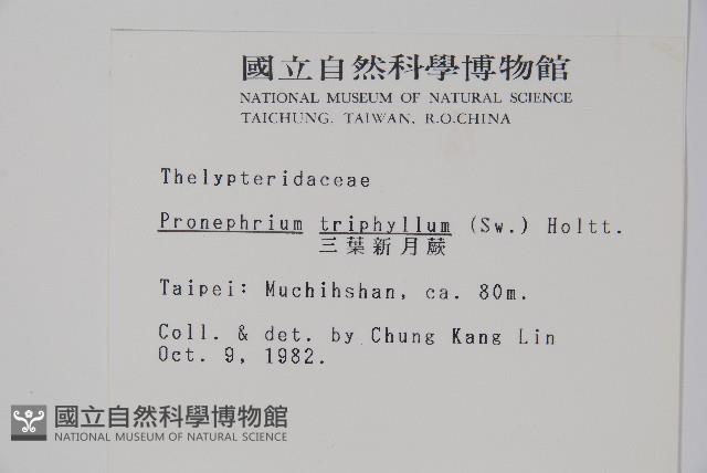 新月蕨藏品圖，第2張