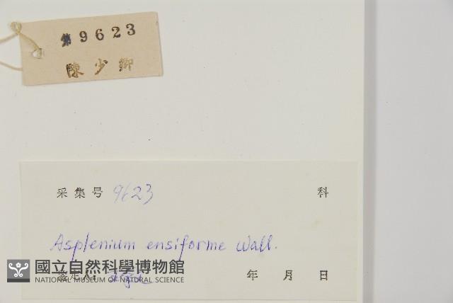 劍葉鐵角蕨、箭葉鐵角蕨藏品圖，第1張