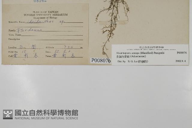 多鱗粉背蕨藏品圖，第2張