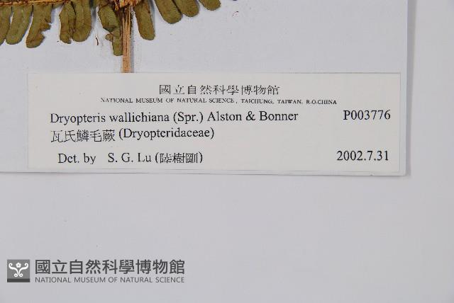 瓦氏鱗毛蕨藏品圖，第2張