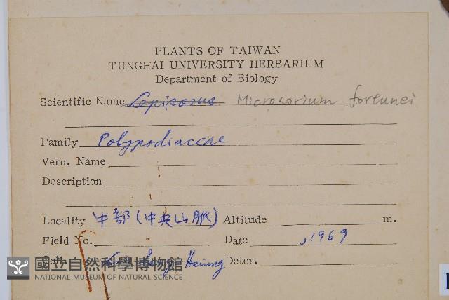 大星蕨藏品圖，第2張