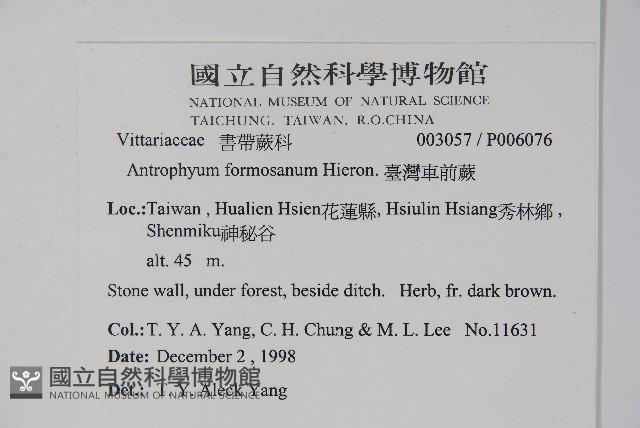 臺灣車前蕨藏品圖，第2張