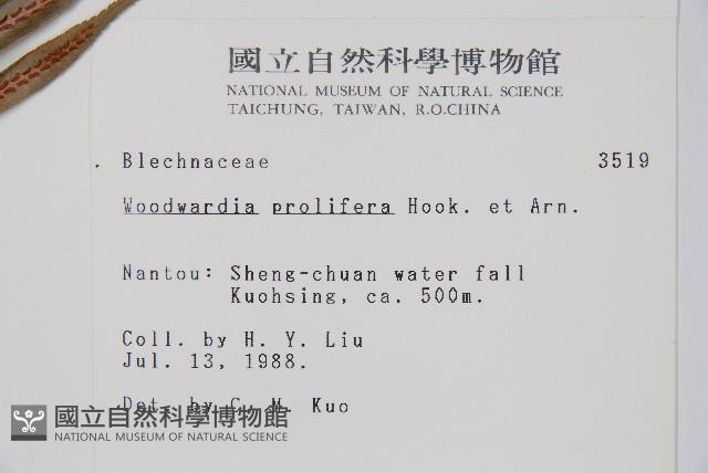 東方狗脊蕨藏品圖，第2張