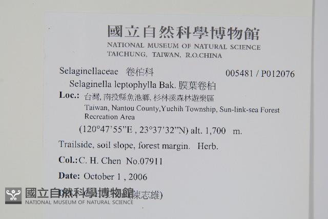 膜葉卷柏藏品圖，第2張